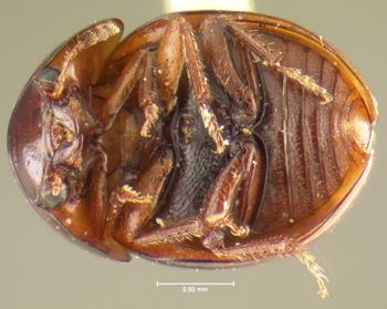 Media type: image;   Entomology 24045 Aspect: habitus ventral view